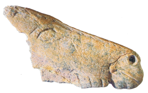 Contorno recortado de La Viña. © Javier Fortea. Museo Arqueológico de Asturias