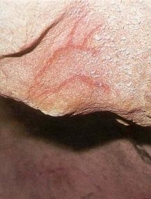 Cabeza de cabra pintada en la cueva de La Lloseta (Ribadesella). © Magín Berenguer. Principado de Asturias, Consejería de Cultura