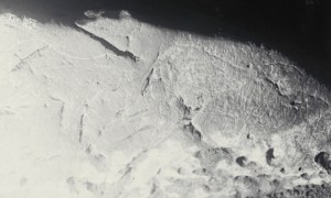 Caballos grabados (1917). © Francisco Hernández-Pacheco de la Cuesta. Museo Nacional de Ciencias Naturales