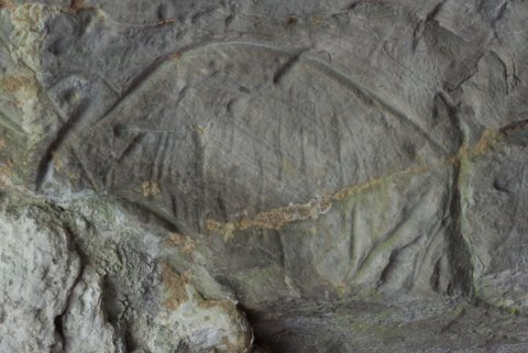 Bisonte del friso superior. © Sergio Ríos. Principado de Asturias, Consejería de Cultura