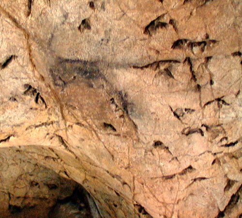 Cabra pintada en color negro. © Texnai. Principado de Asturias, Consejería de Cultura