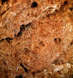 Cabra grabada. © Texnai. Principado de Asturias, Consejería de Cultura