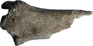 Cierva grabada sobre una tibia de ciervo. © Mario Menéndez. Museo Arqueológico de Asturias