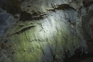 Bisonte grabado en el abrigo de la Lluera. © Sergio Ríos, Principado de Asturias, Consejería de Cultura