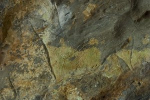 Cierva en la Gran Hornacina del abrigo de la Lluera. © Sergio Ríos, Principado de Asturias, Consejería de Cultura