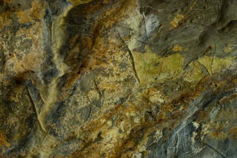 Ciervas grabadas en la Gran Hornacina de La Lluera. © Sergio Ríos, Principado de Asturias, Consejería de Cultura