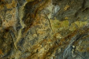 Ciervas grabadas en la Gran Hornacina de La Lluera. © Sergio Ríos, Principado de Asturias, Consejería de Cultura