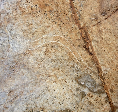 Cabeza de cabra grabada en el conjunto E de la cueva de Coímbre. © Equipo Norte, Ministerio de Educación y Cultura