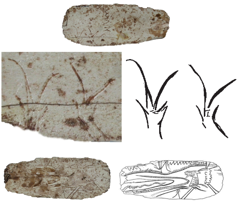Costilla de Llonín con estilizaciones de cabra en perspectiva frontal. De arriba a abajo, y de izquierda a derecha: a derecha, anverso, detalle y calco; reverso y calco © Javier Fortea, Museo Arqueológico de Asturias