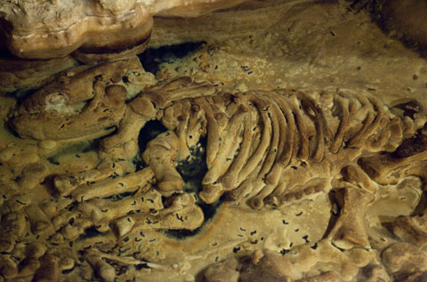 Restos fósiles de una cría de rinoceronte lanudo, conservados en la cueva de El Pozu La Peruyal © Centro de Interpretación de la Fauna Glacial