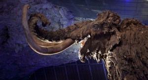 Réplica de mamut en el Centro de Interpretación de la Fauna Glacial © Centro de Interpretación de la Fauna Glacial